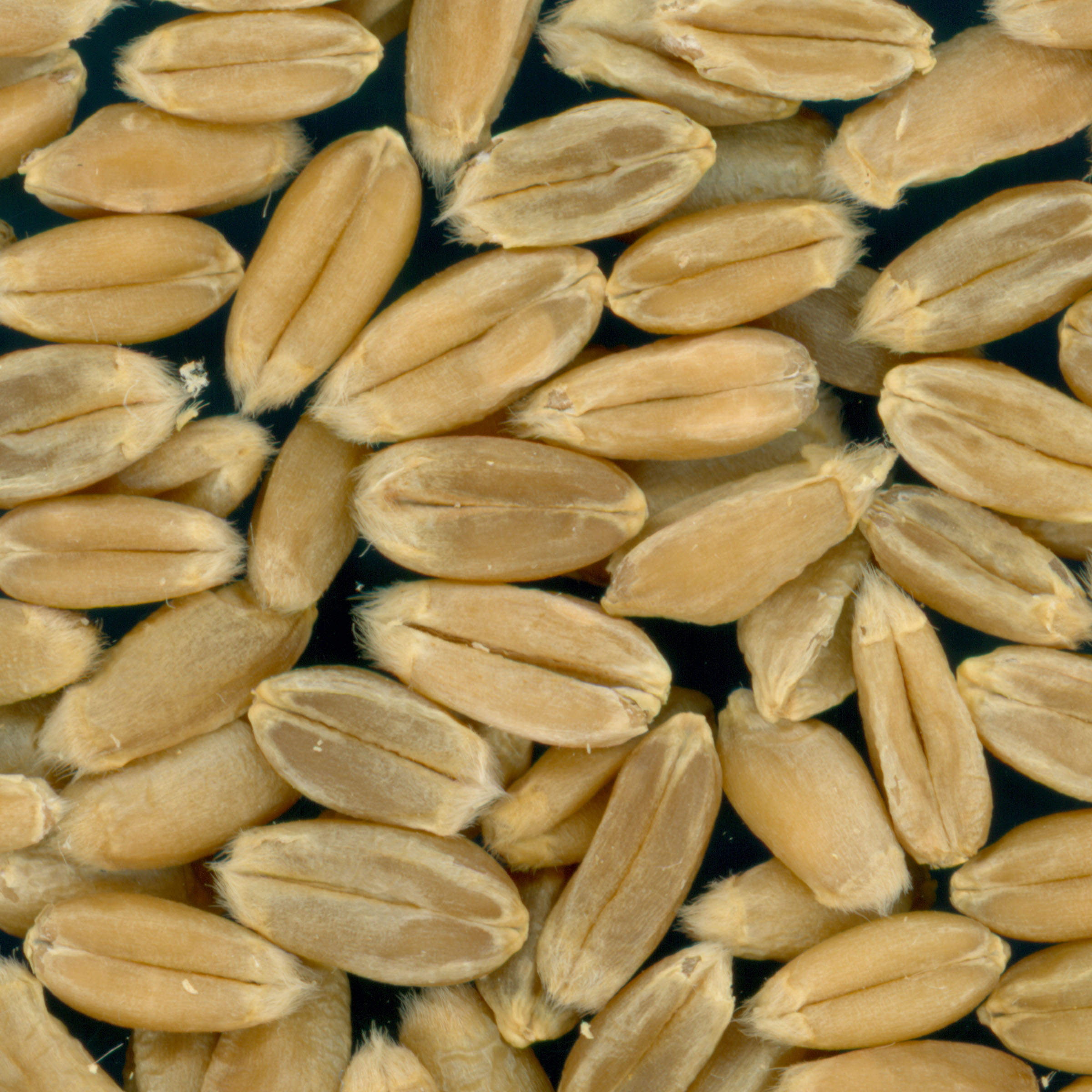 KERNELS